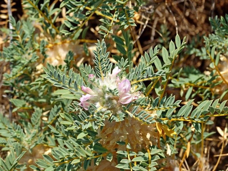 Astragalus thracicus photo 8