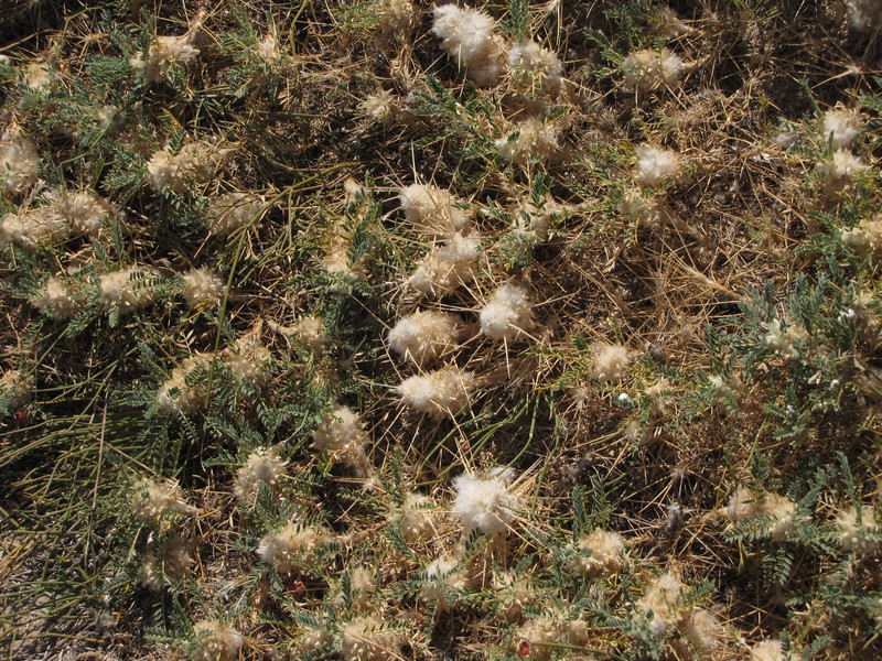 Astragalus thracicus subsp. thracicus