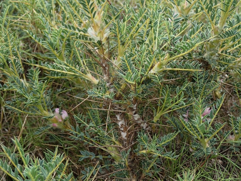 Astragalus thracicus subsp. thracicus photo 2