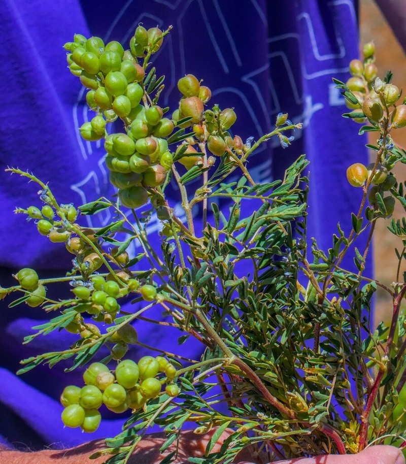 Thurber's Milkvetch
