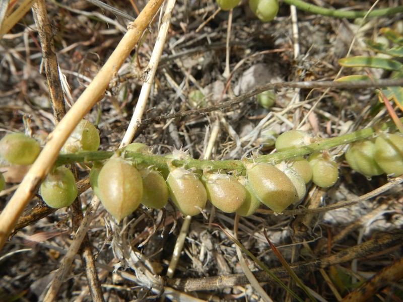 Thurber's Milkvetch photo 2