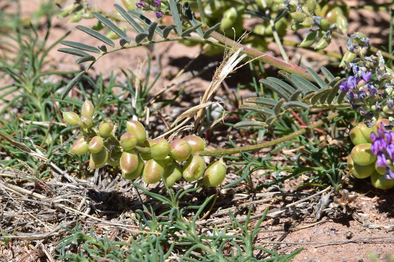 Thurber's Milkvetch photo 3