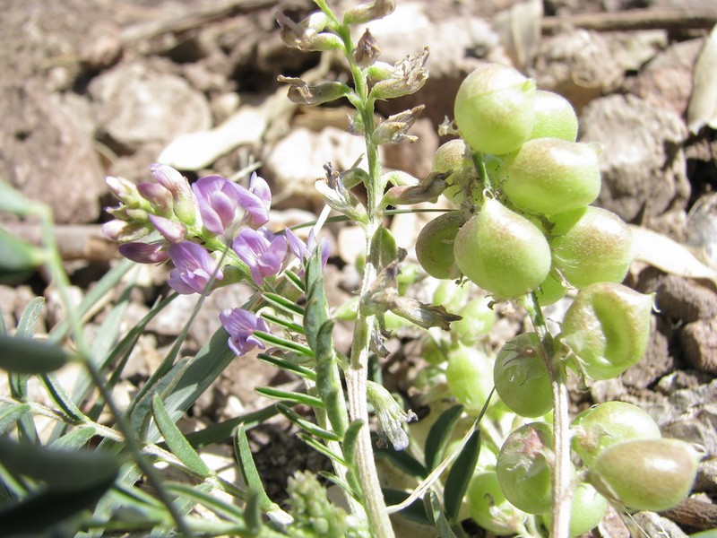 Thurber's Milkvetch photo 4