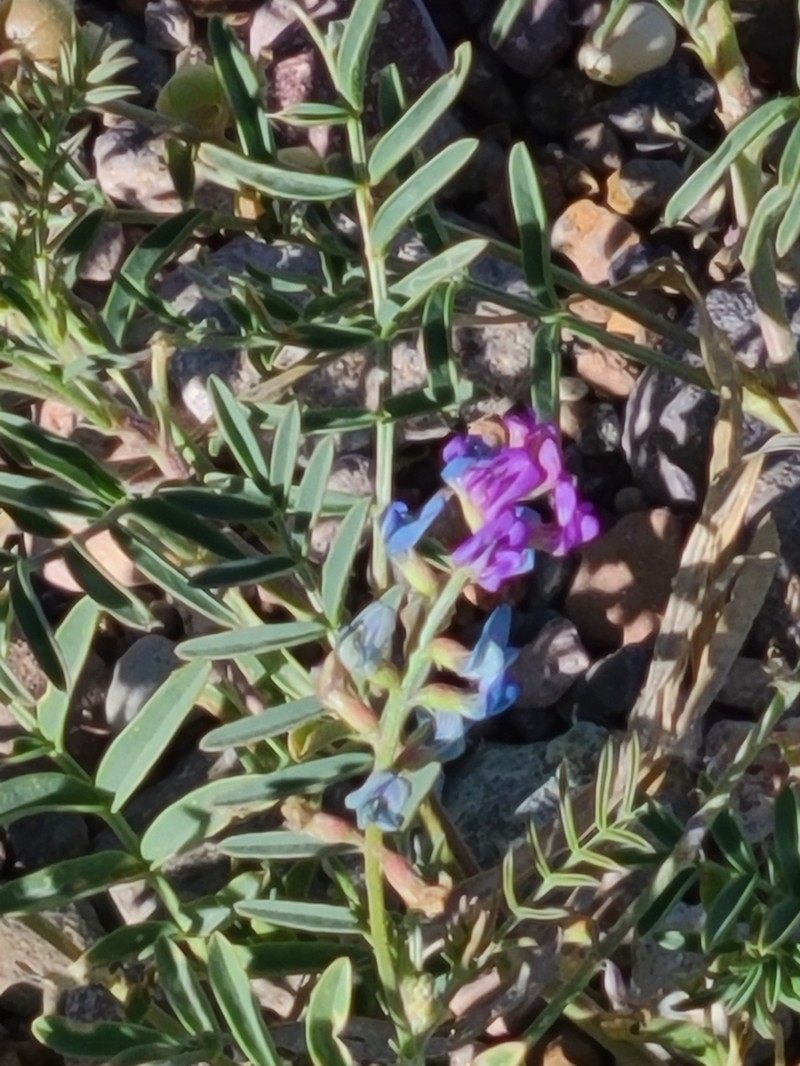 Thurber's Milkvetch photo 5