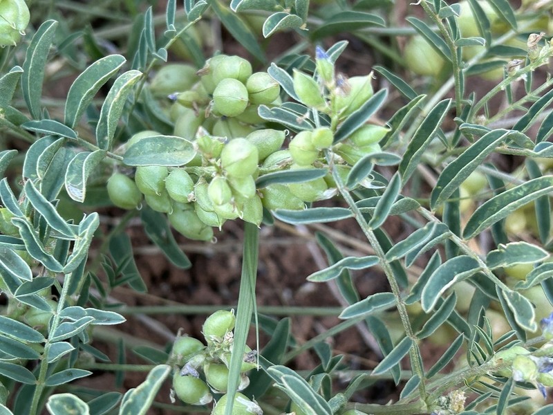 Thurber's Milkvetch photo 6
