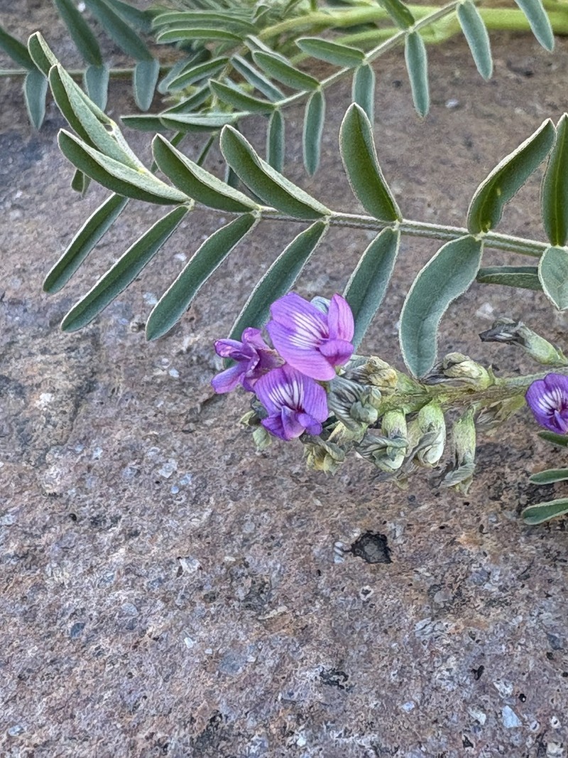 Thurber's Milkvetch photo 7
