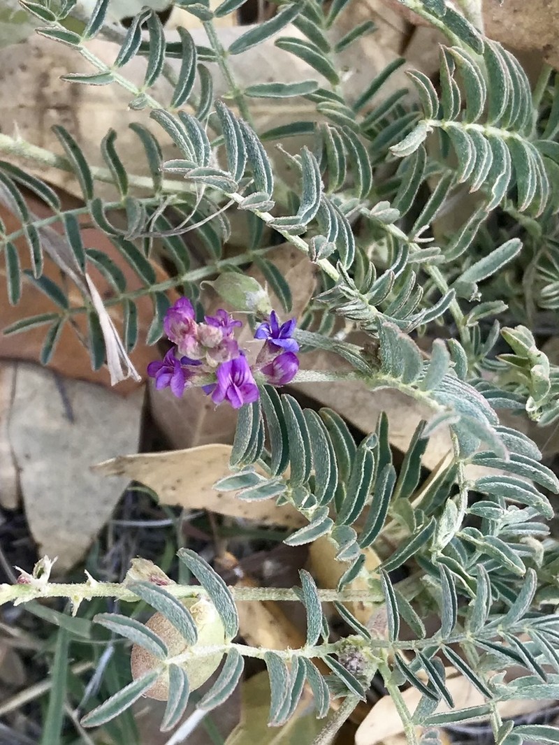 Thurber's Milkvetch photo 8