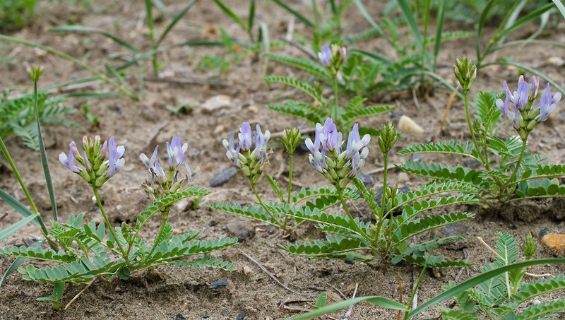 Tibet Milkvetch