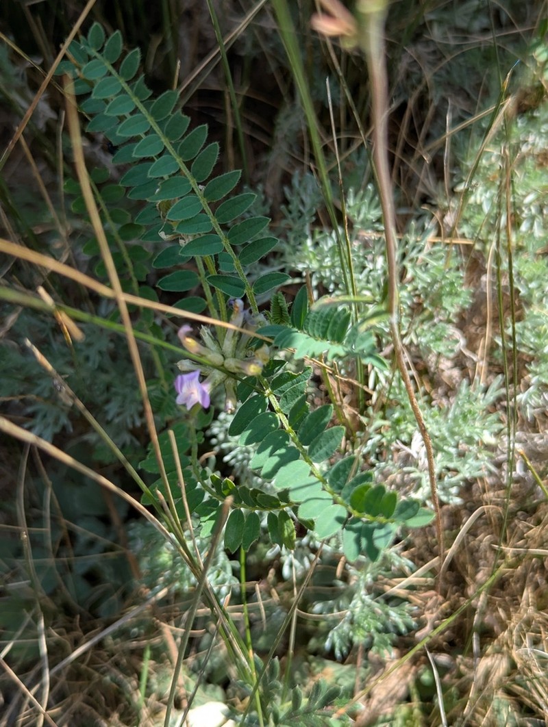 Tibet Milkvetch photo 2