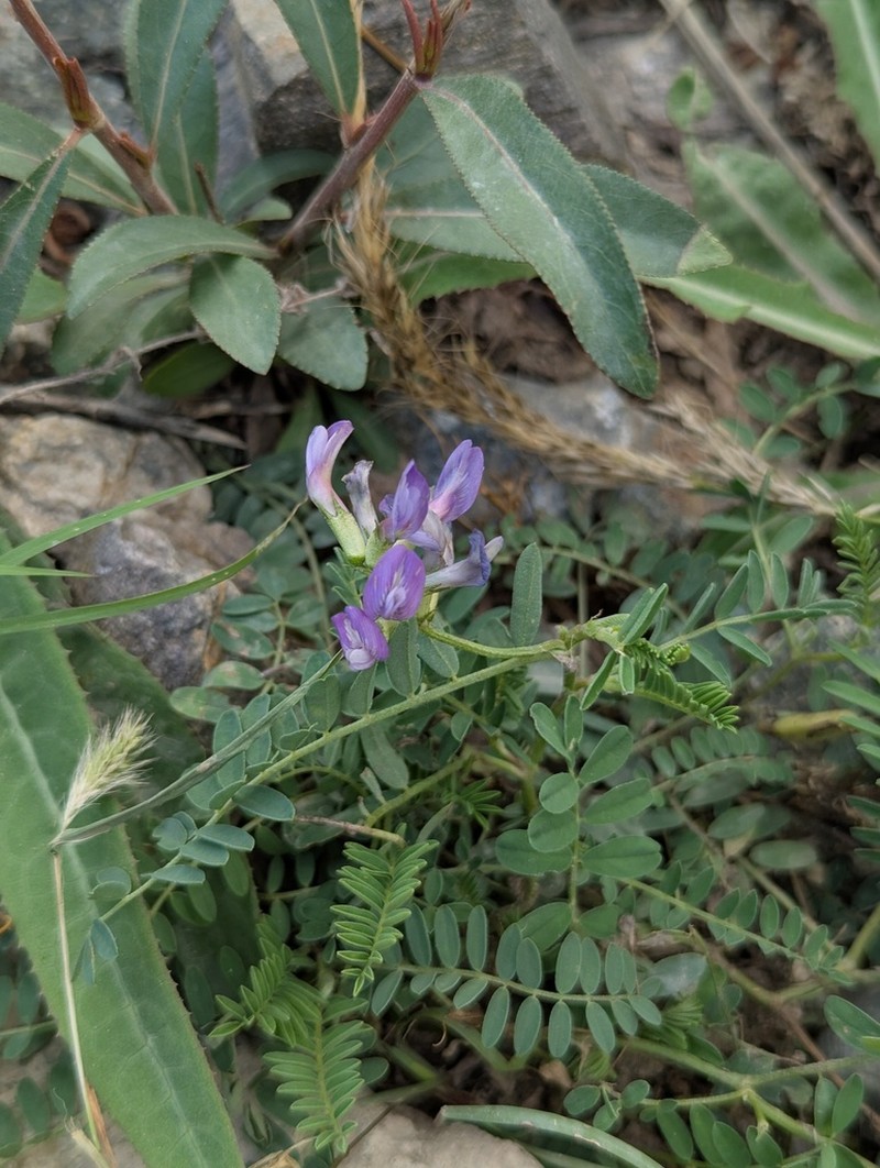 Tibet Milkvetch photo 3