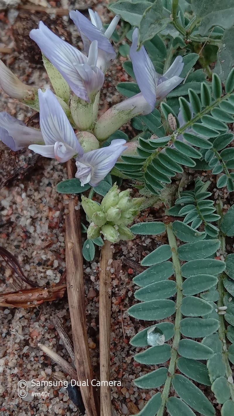 Tibet Milkvetch photo 4