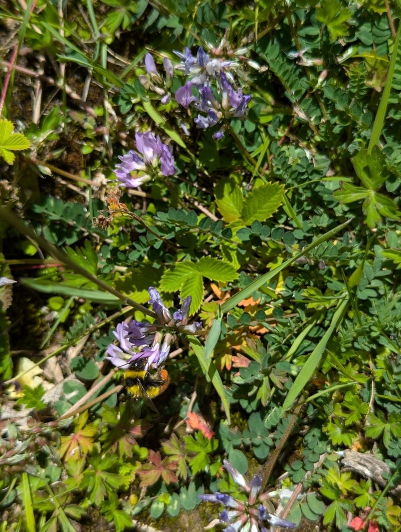 Tibet Milkvetch photo 5
