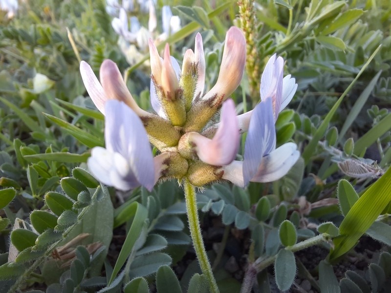Tibet Milkvetch photo 6