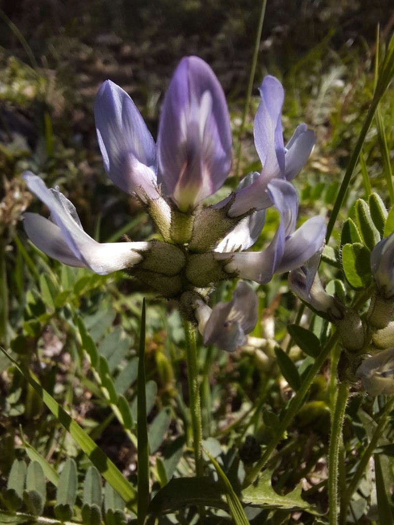 Tibet Milkvetch photo 7