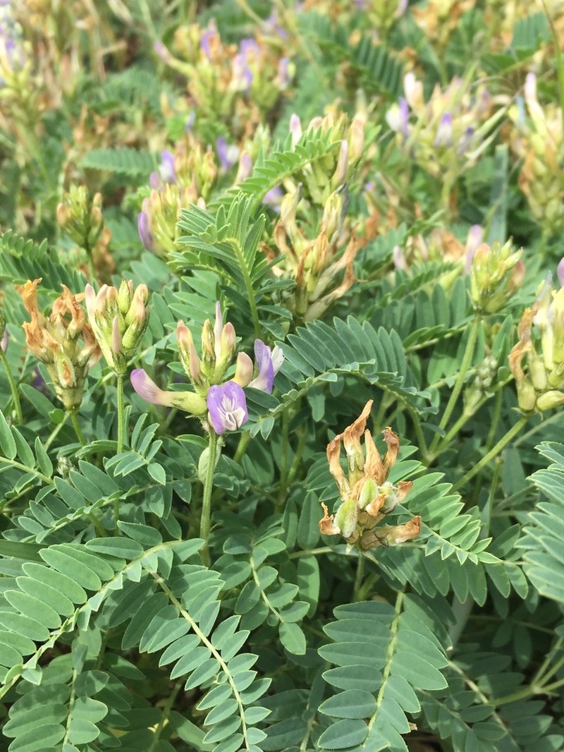 Tibet Milkvetch photo 8