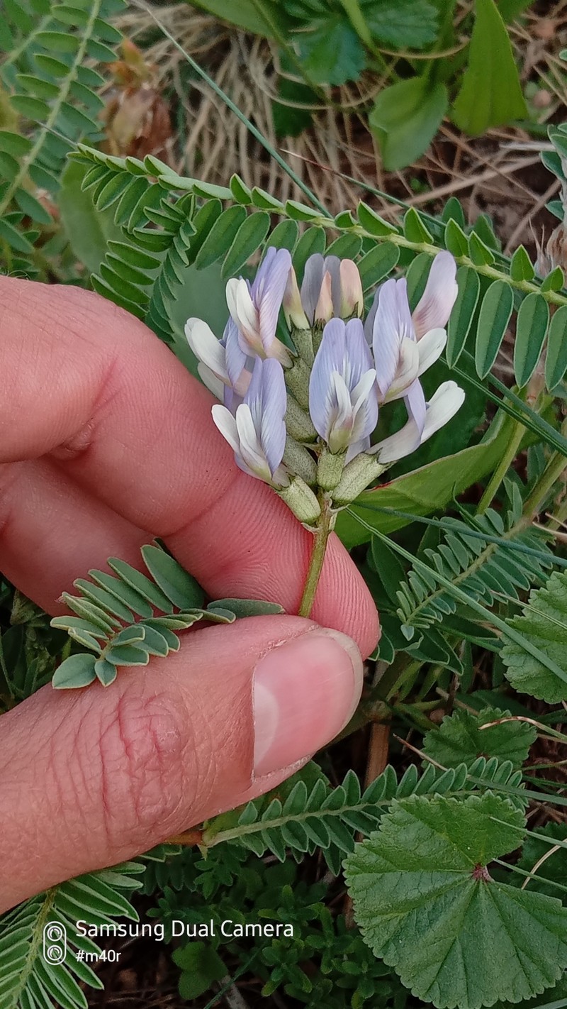 Tibet Milkvetch