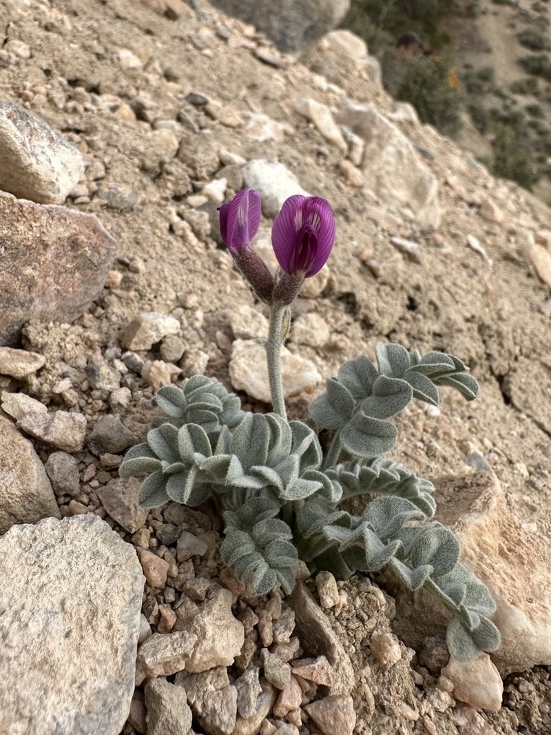 Tidestrom's Milkvetch photo 2