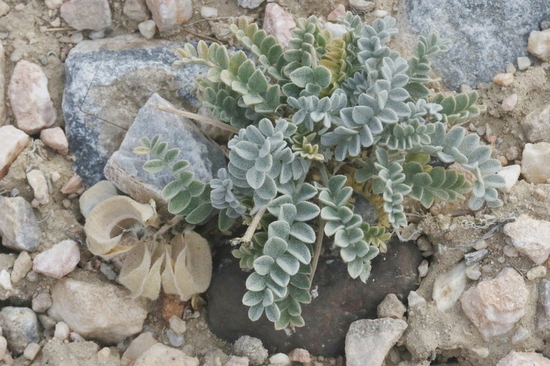 Tidestrom's Milkvetch photo 3