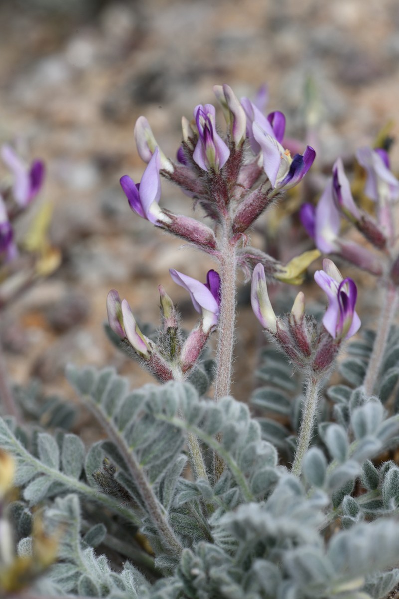 Tidestrom's Milkvetch photo 4