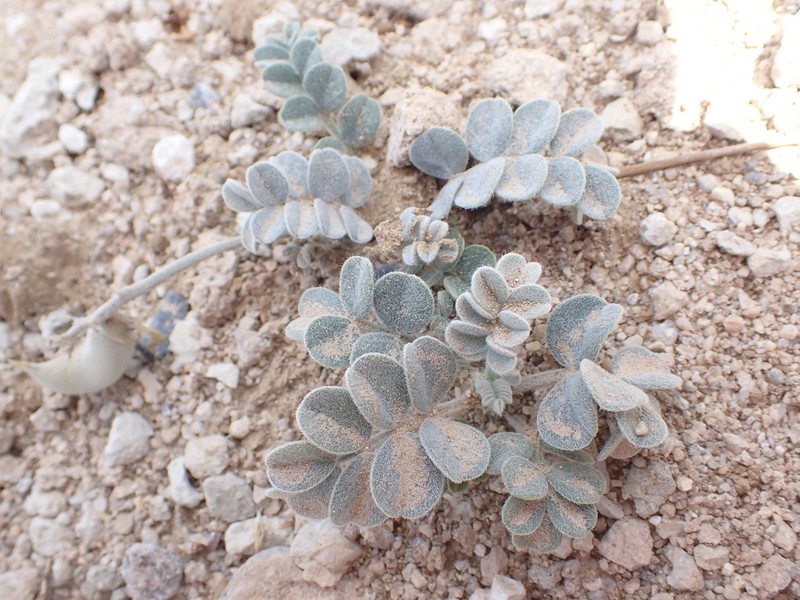 Tidestrom's Milkvetch photo 5