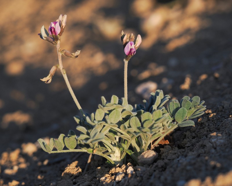 Tidestrom's Milkvetch photo 6