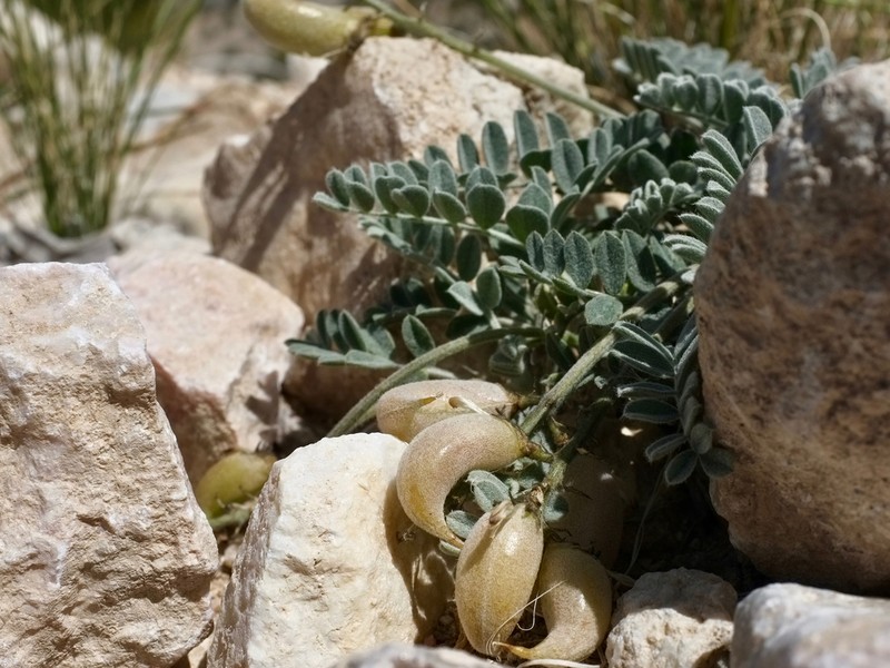 Tidestrom's Milkvetch photo 7