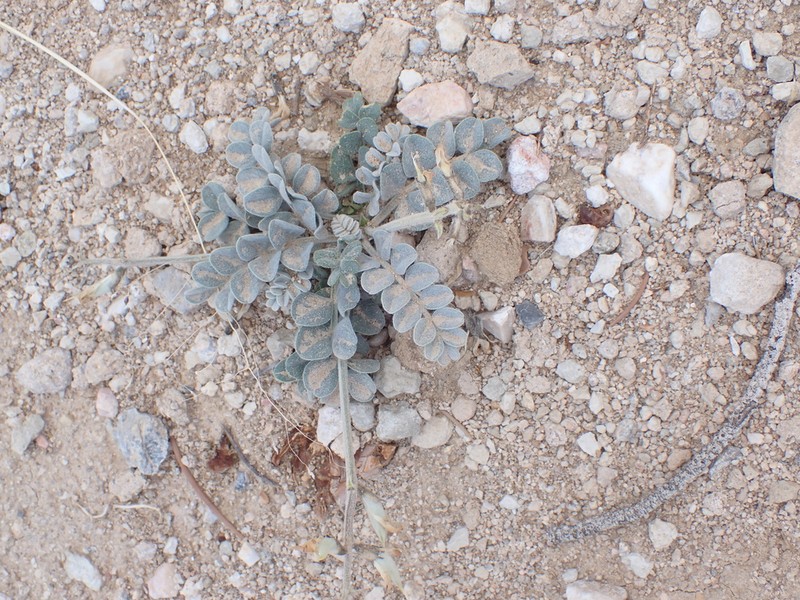 Tidestrom's Milkvetch photo 8