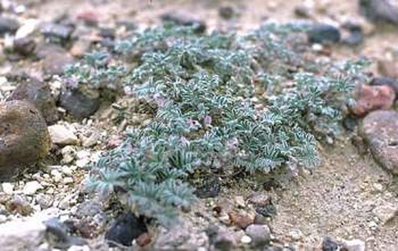 Tiehm's Milkvetch