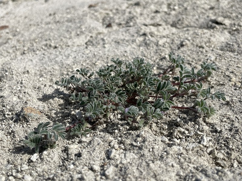 Tiehm's Milkvetch