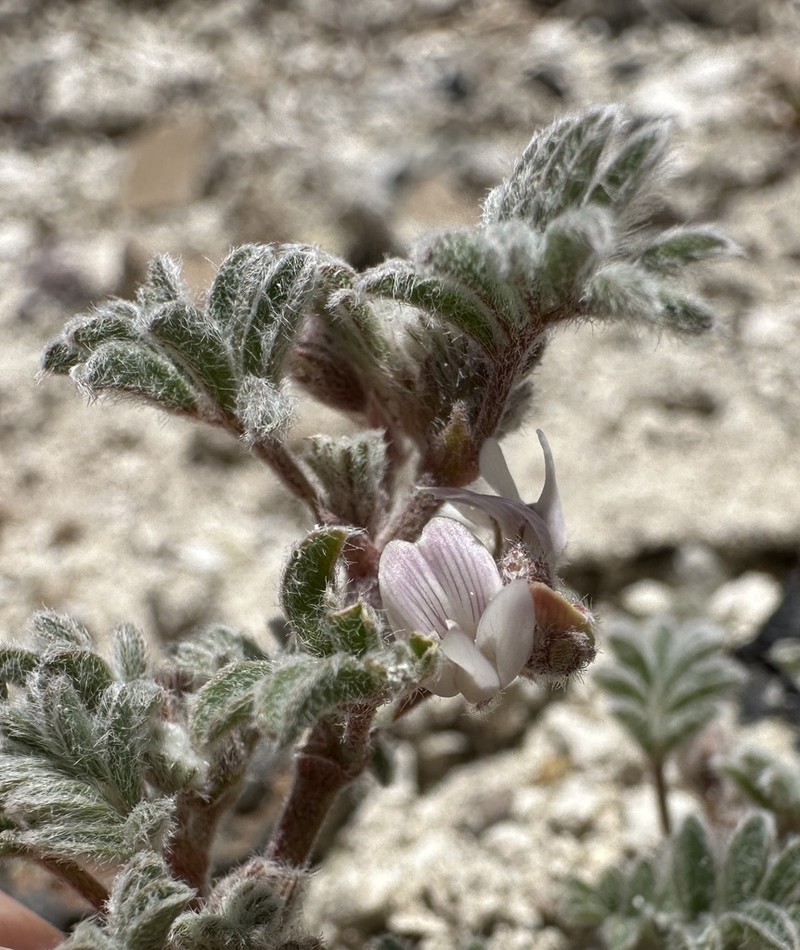 Tiehm's Milkvetch photo 2