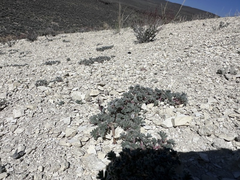 Tiehm's Milkvetch photo 3