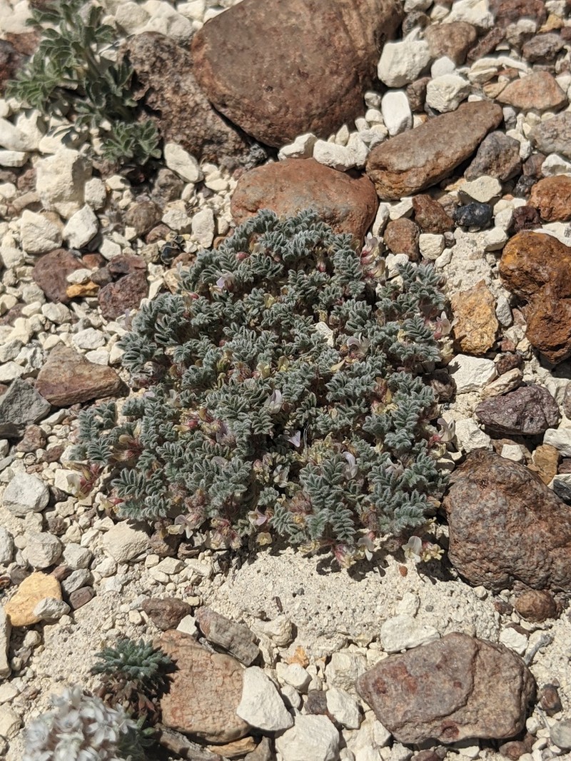 Tiehm's Milkvetch photo 4