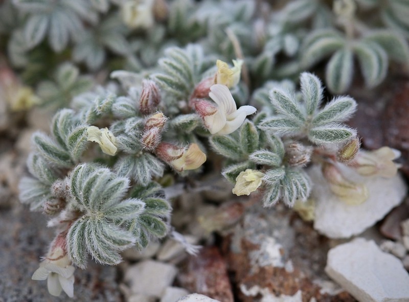 Tiehm's Milkvetch photo 5
