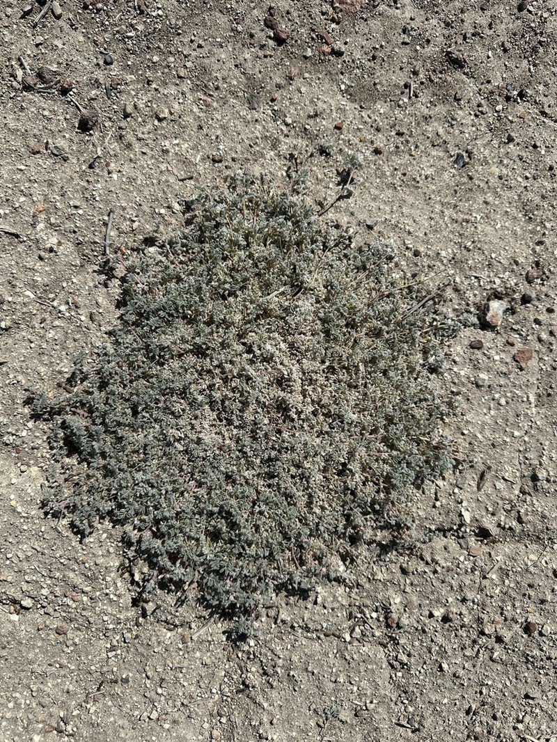 Tiehm's Milkvetch photo 6