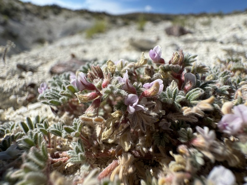 Tiehm's Milkvetch photo 7