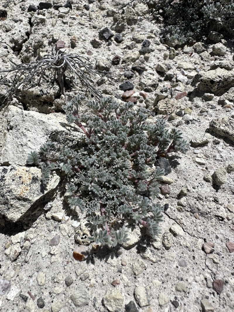 Tiehm's Milkvetch photo 8
