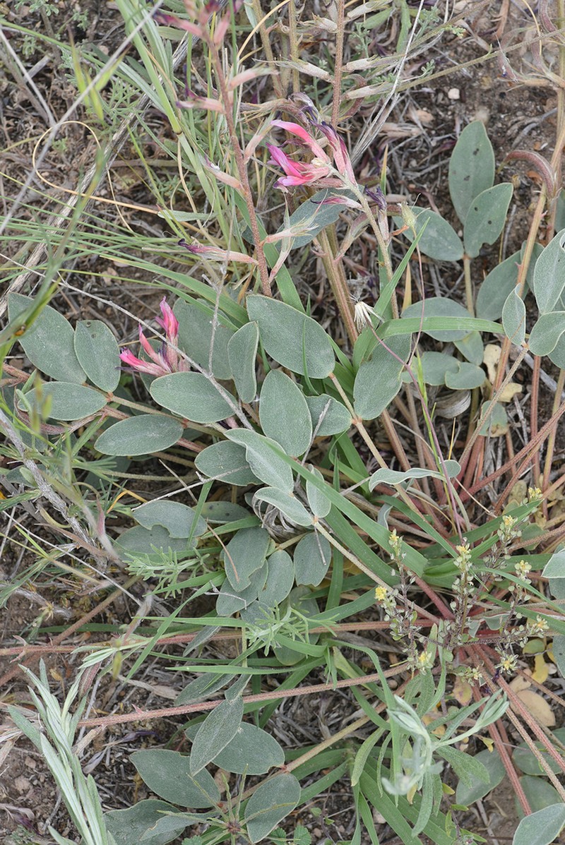 Astragalus tigridis