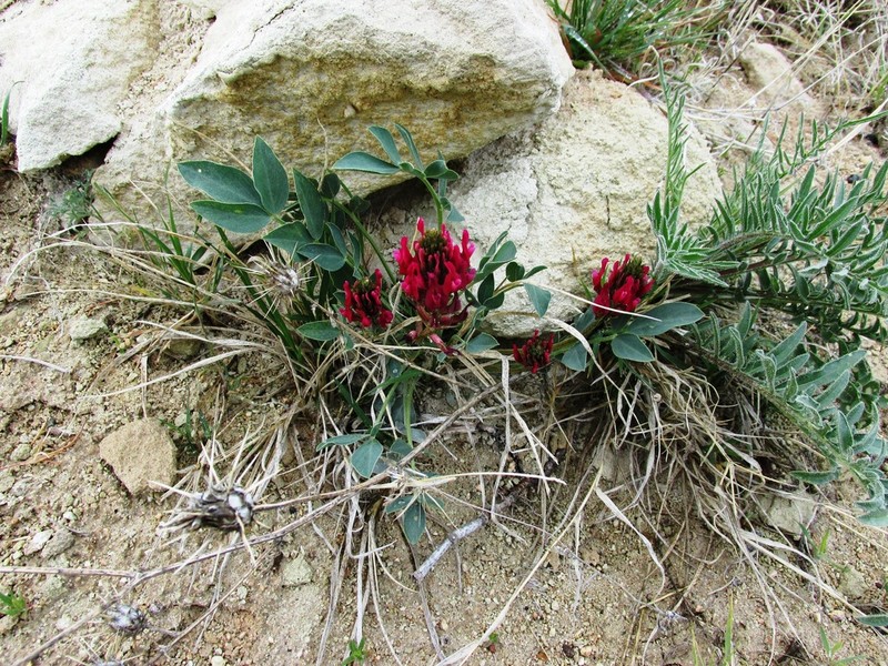 Astragalus tigridis photo 2