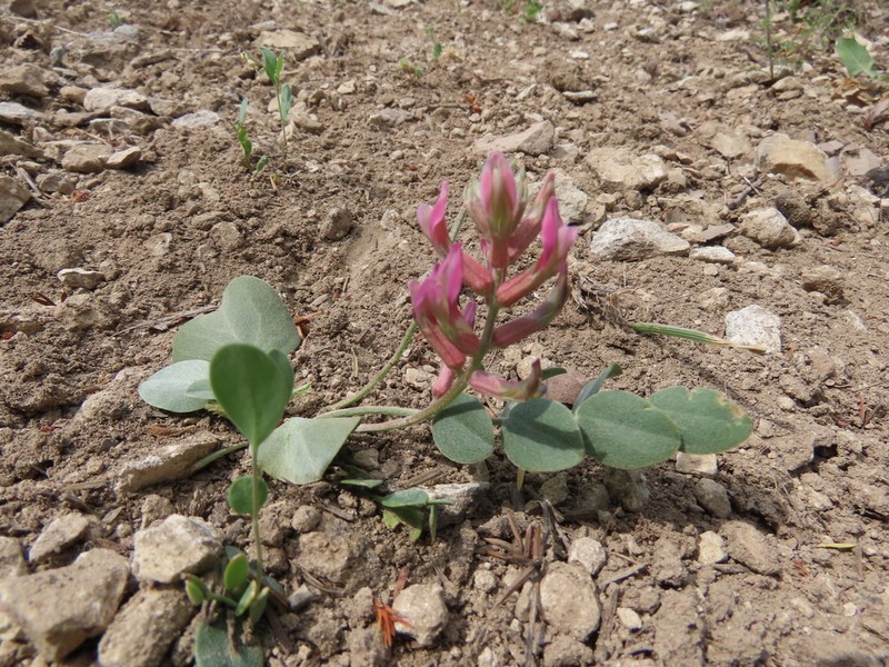Astragalus tigridis photo 3