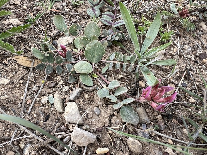 Astragalus tigridis photo 4