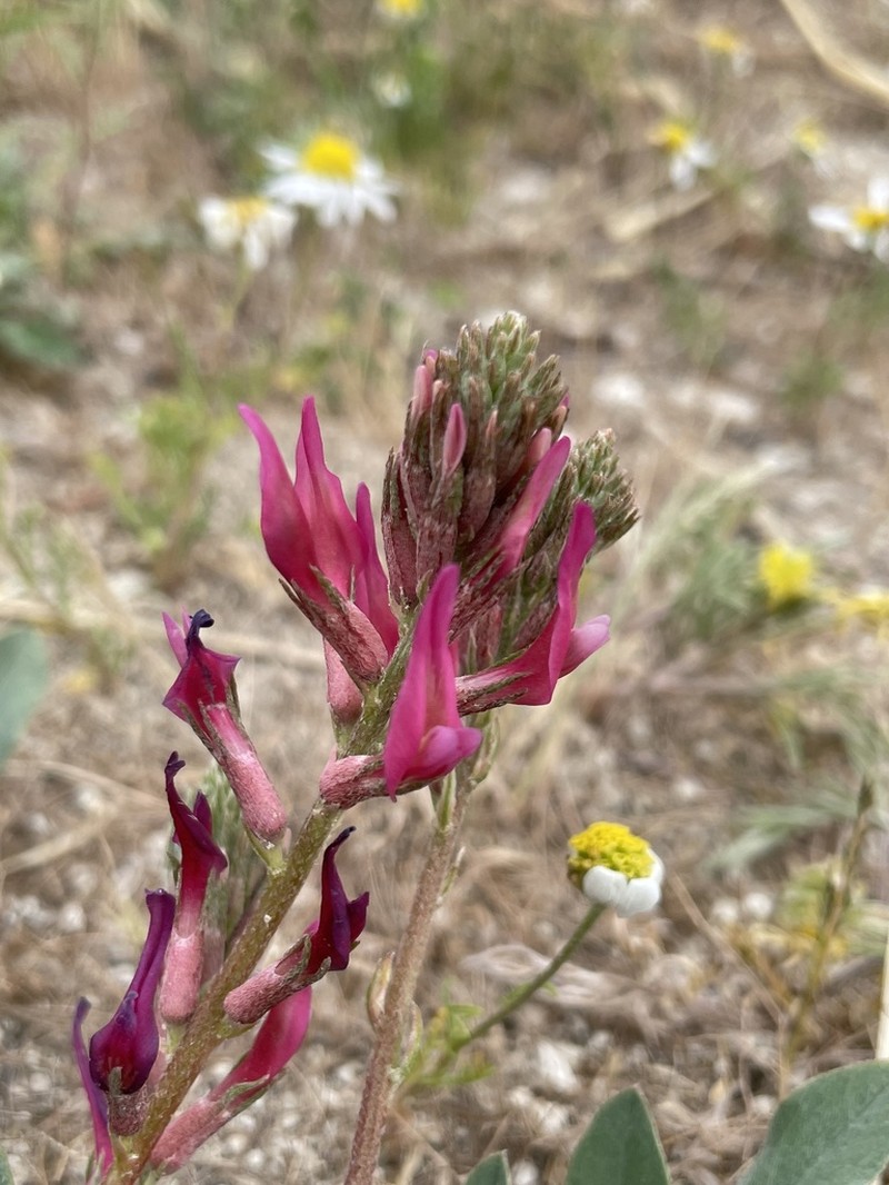 Astragalus tigridis photo 5