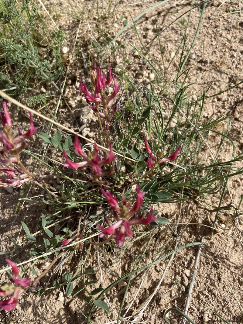 Astragalus tigridis photo 6