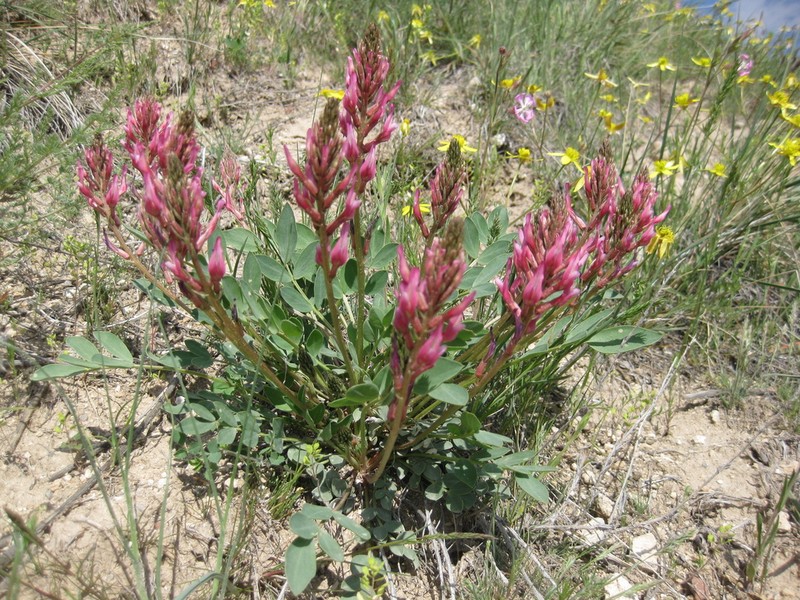 Astragalus tigridis photo 7