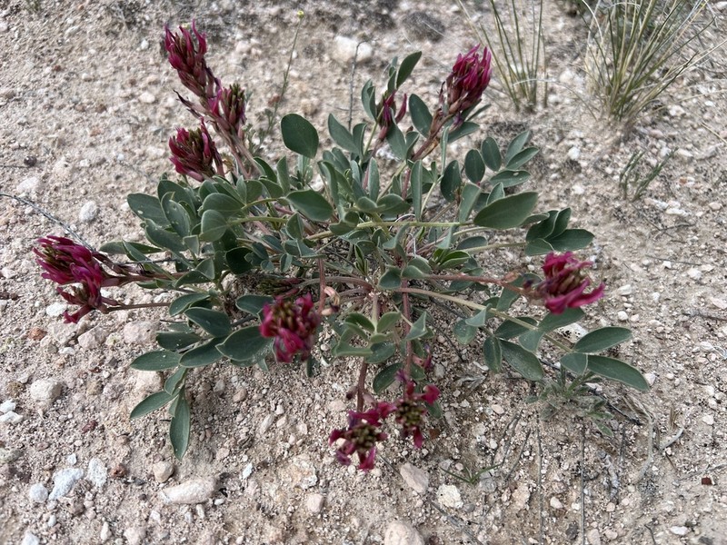 Astragalus tigridis photo 8