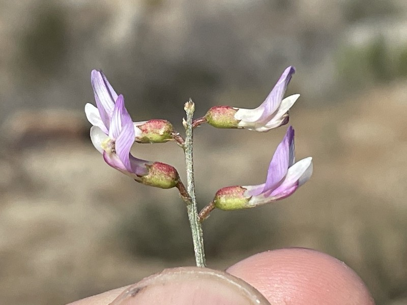 Astragalus tijuanensis