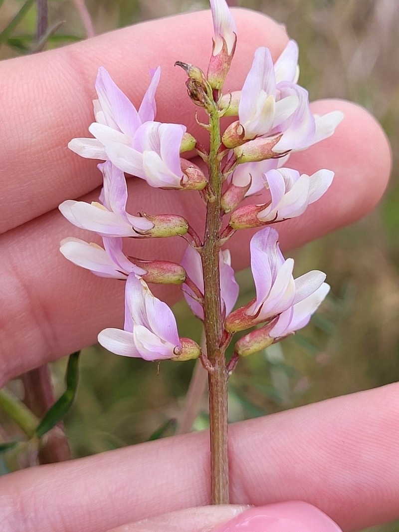 Astragalus tijuanensis photo 3