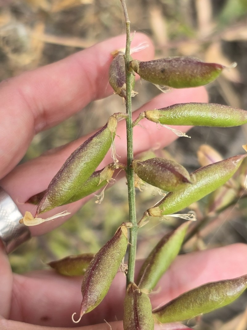 Astragalus tijuanensis photo 4