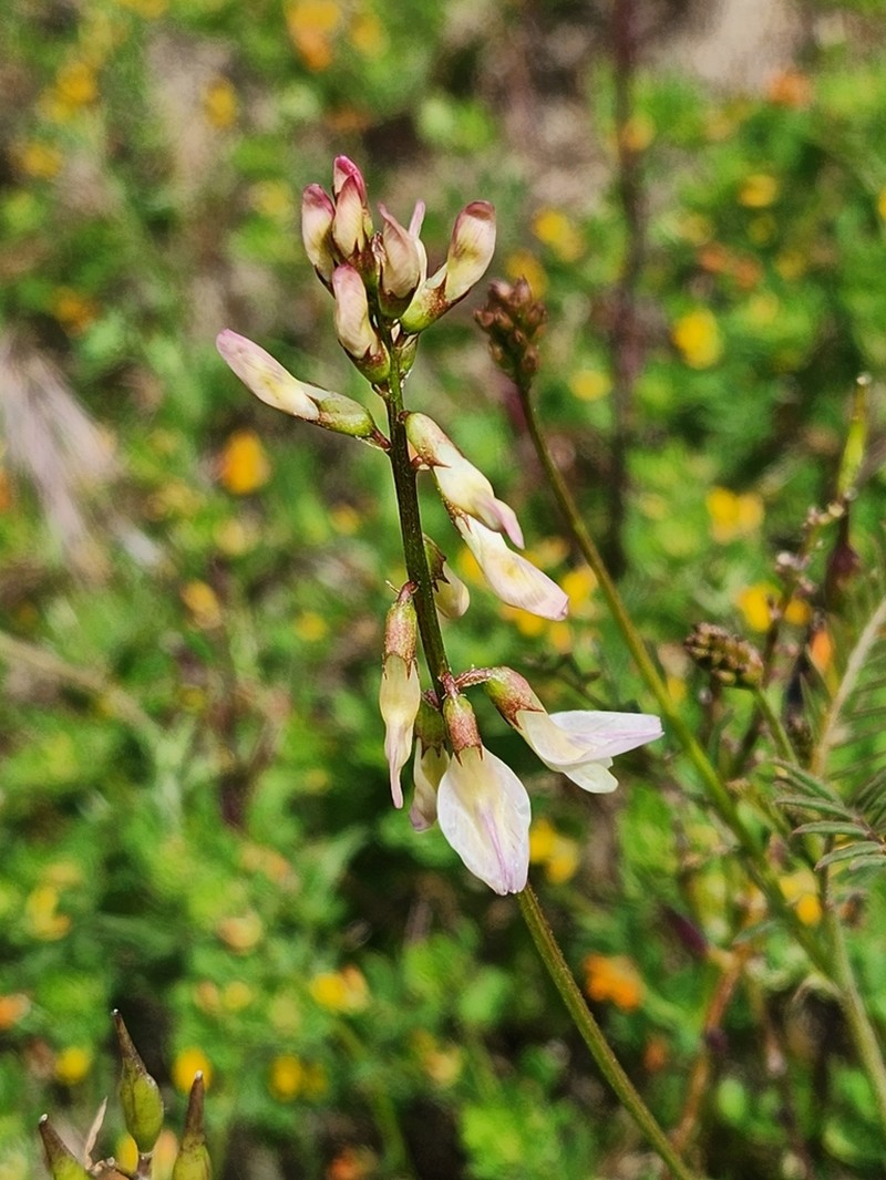 Astragalus tijuanensis photo 5