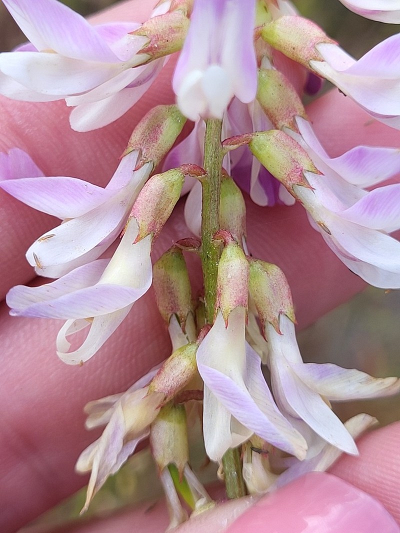 Astragalus tijuanensis photo 6