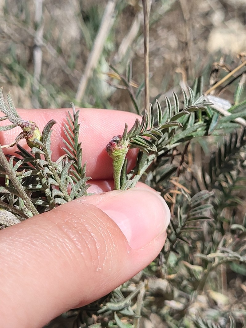 Astragalus tijuanensis photo 7